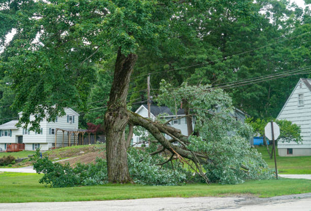 Best Residential Tree Removal  in Shrewsbury, MO